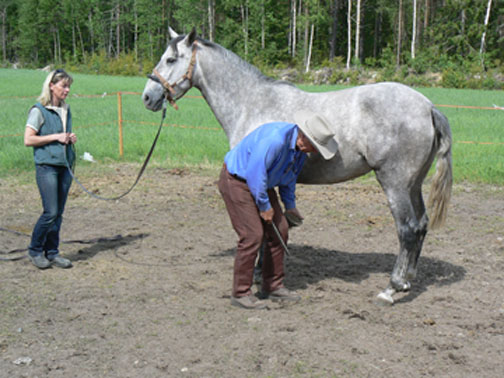 Ann Lindberg holds relaxed Harmonia CEN while Monty trims her feet.