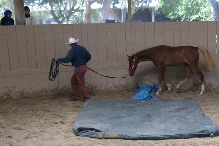 Mouse over tarp